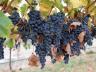 Урожай винограда в Молдавии в 2017 году составит 620 тысяч тонн